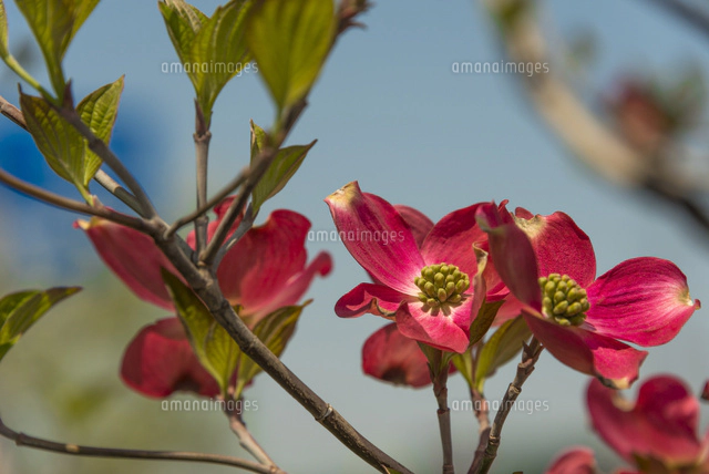 ハナミズキの花(白・4輪)[10510003065]の写真・イラスト素材｜アマナ