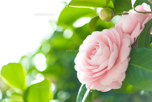 ツバキ 乙女椿 の写真素材 イラスト素材 アマナイメージズ