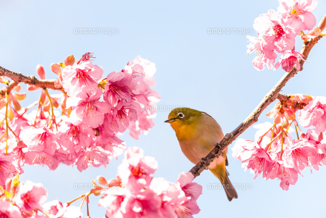 メジロと河津桜[10510004461]の写真・イラスト素材｜アマナイメージズ