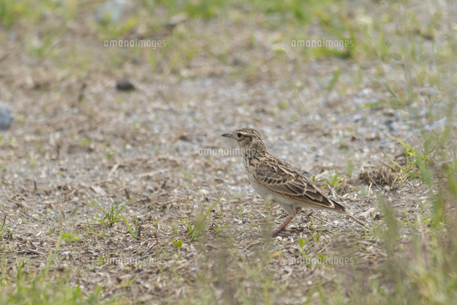 ヒバリ の写真素材 イラスト素材 アマナイメージズ