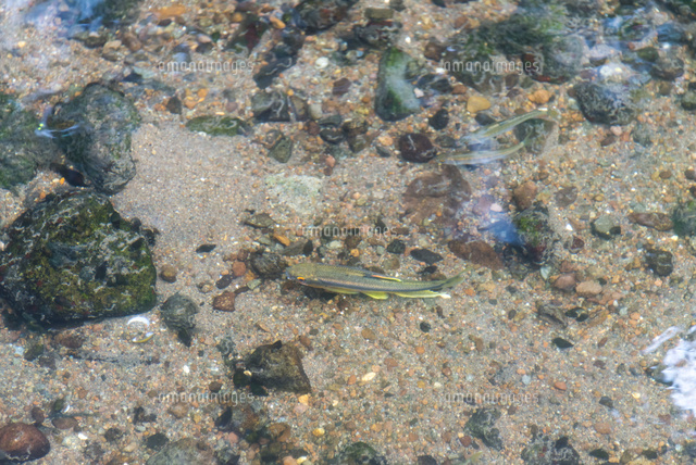 金鱗湖から流れる小川の魚影 カワムツ の写真素材 イラスト素材 アマナイメージズ