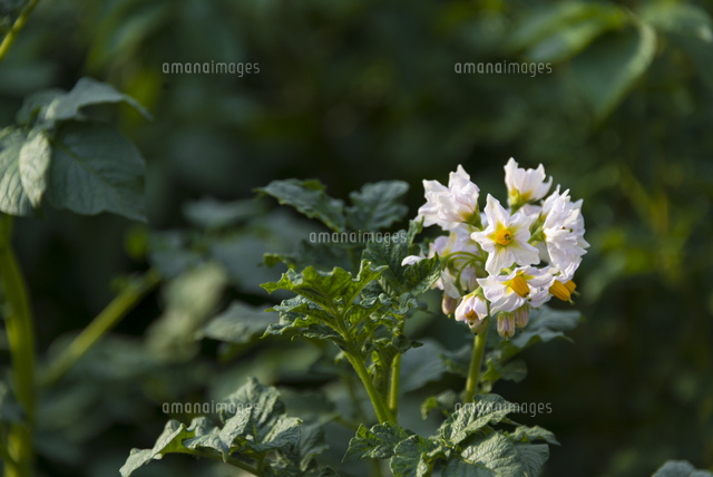 ジャガイモの花 の写真素材 イラスト素材 アマナイメージズ