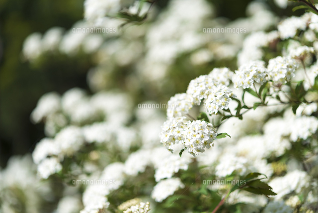 コデマリ 別名 スズカケ の花 の写真素材 イラスト素材 アマナイメージズ