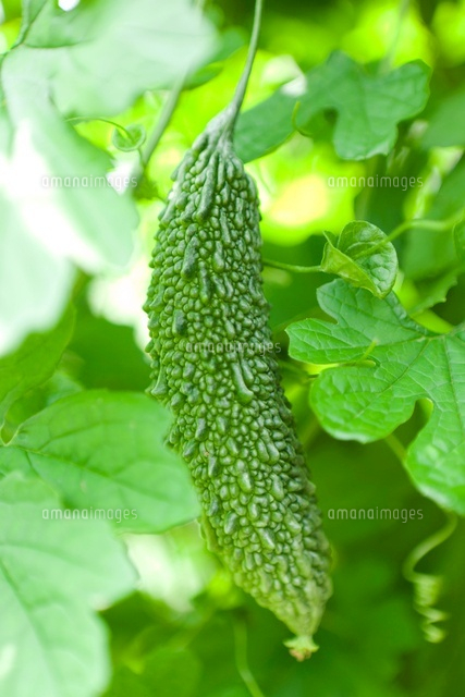 ゴーヤ の写真素材 イラスト素材 アマナイメージズ