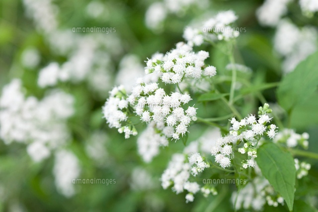 マルバフジバカマの花 の写真素材 イラスト素材 アマナイメージズ