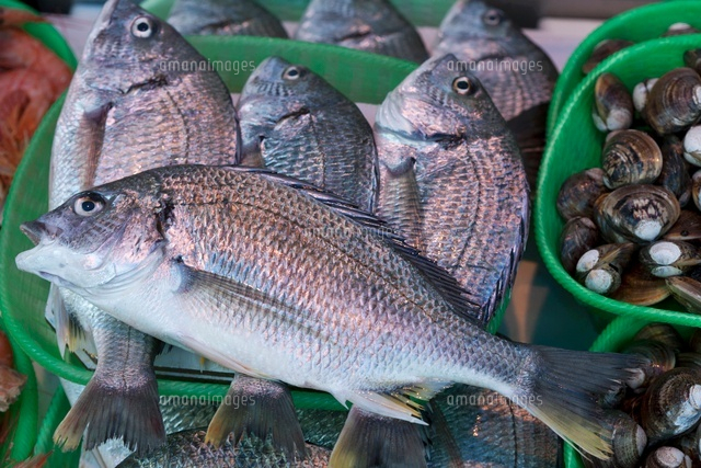 クロダイ の写真素材 イラスト素材 アマナイメージズ