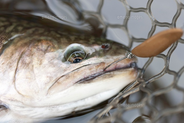 ルアーにヒットしたタイガートラウト の写真素材 イラスト素材 アマナイメージズ