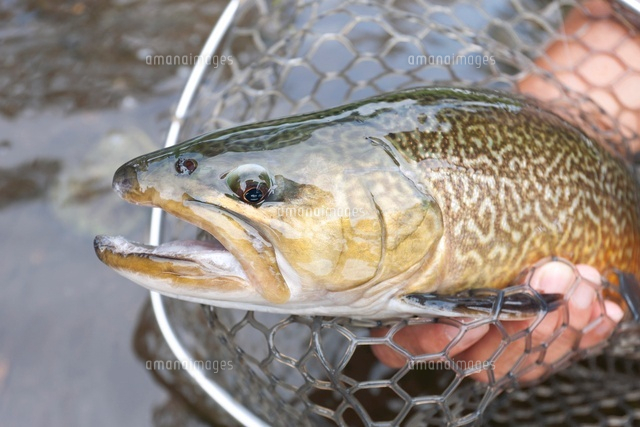 ルアーにヒットしたタイガートラウト の写真素材 イラスト素材 アマナイメージズ
