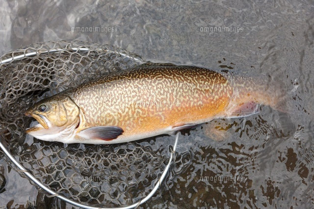 ルアーにヒットしたタイガートラウト の写真素材 イラスト素材 アマナイメージズ