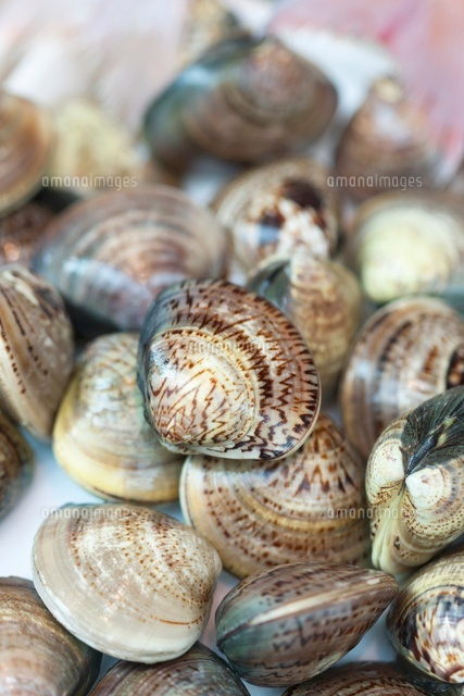 鮮魚店に並ぶハマグリ の写真素材 イラスト素材 アマナイメージズ
