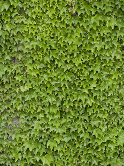 ツタが這う壁 の写真素材 イラスト素材 アマナイメージズ