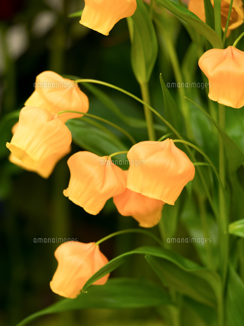 サンダーソニア の写真素材 イラスト素材 アマナイメージズ