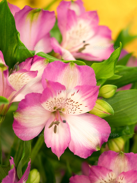 アルストロメリア の写真素材 イラスト素材 アマナイメージズ