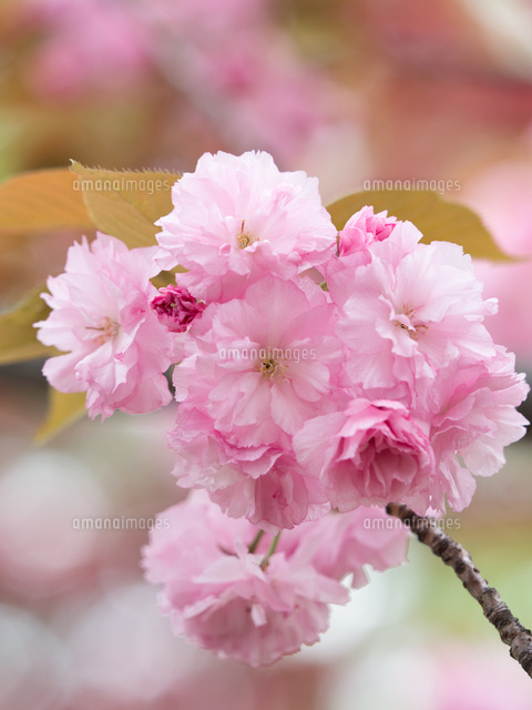 八重桜 開山 の写真素材 イラスト素材 アマナイメージズ