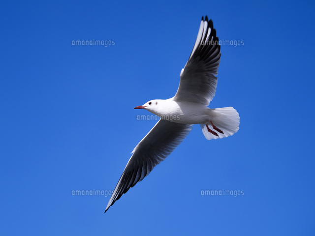 青空を飛ぶカモメ の写真素材 イラスト素材 アマナイメージズ