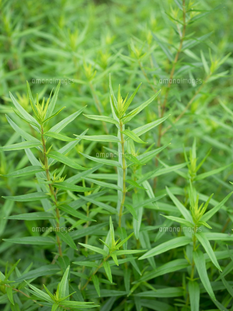 薬用植物 コガネバナ の写真素材 イラスト素材 アマナイメージズ