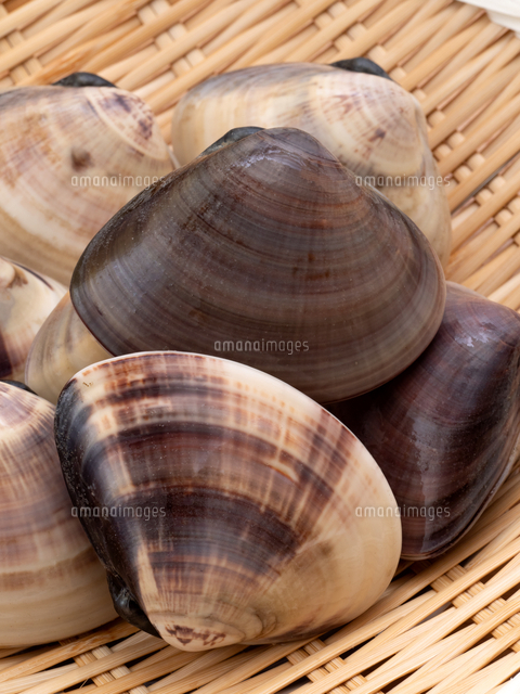 ハマグリ の写真素材 イラスト素材 アマナイメージズ