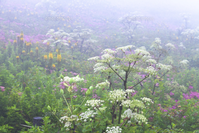 伊吹山の高山植物 の写真素材 イラスト素材 アマナイメージズ