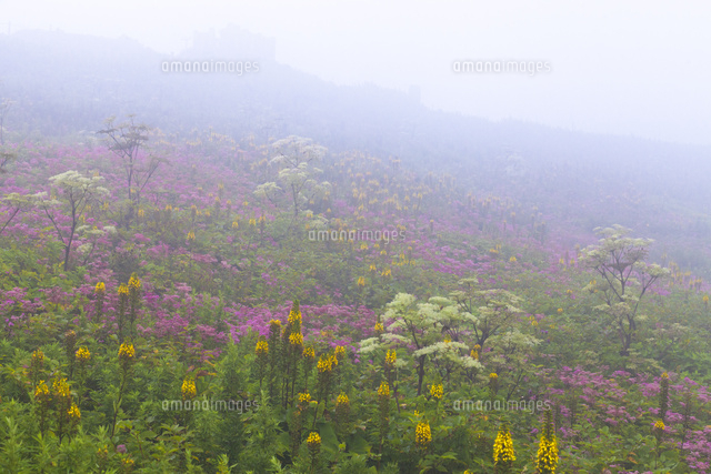 伊吹山 山頂お花畑 の写真素材 イラスト素材 アマナイメージズ