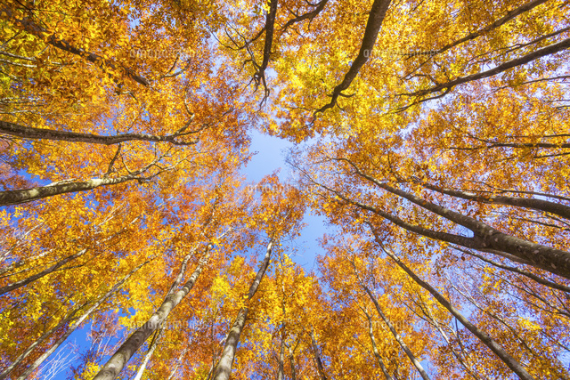 秋の美人林の紅葉のブナを見上げる の写真素材 イラスト素材 アマナイメージズ