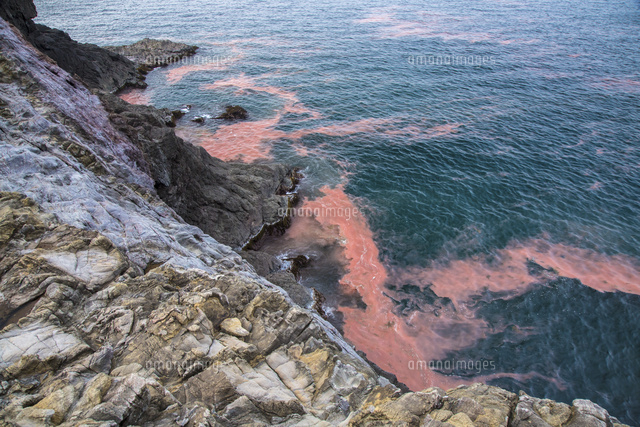 山口県長門市の海岸に流れついた赤潮[10517002410]の写真・イラスト