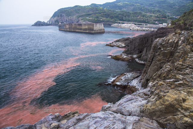山口県長門市の海岸に流れついた赤潮[10517002413]の写真・イラスト