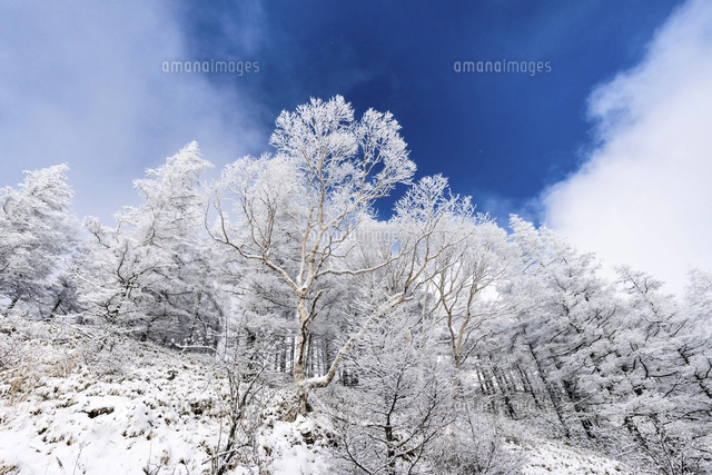 冬の美ヶ原の霧氷の樹木と青空 の写真素材 イラスト素材 アマナイメージズ