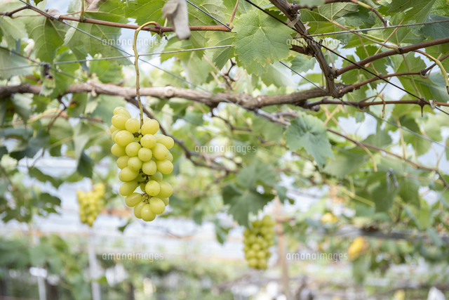 木に実った美味しそうなシャインマスカット の写真素材 イラスト素材 アマナイメージズ 木に実った美味しそうなシャインマスカット の写真素材 イラスト素材 アマナイメージズ