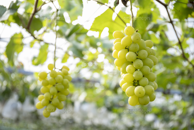 木に実った美味しそうなシャインマスカット の写真素材 イラスト素材 アマナイメージズ 木に実った美味しそうなシャインマスカット の写真素材 イラスト素材 アマナイメージズ