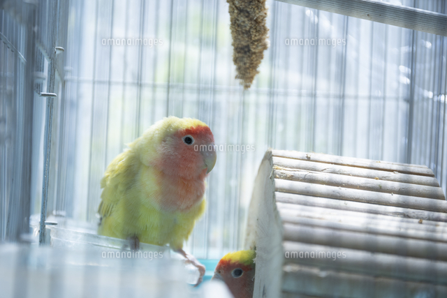鳥小屋にいるかわいいペットのインコ の写真素材 イラスト素材 アマナイメージズ