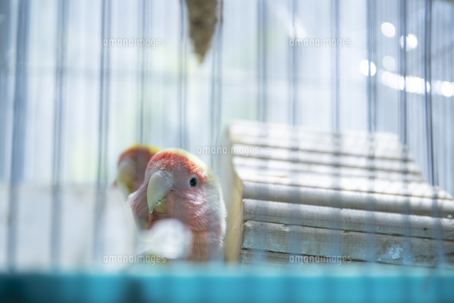 鳥小屋にいるかわいいペットのインコ の写真素材 イラスト素材 アマナイメージズ