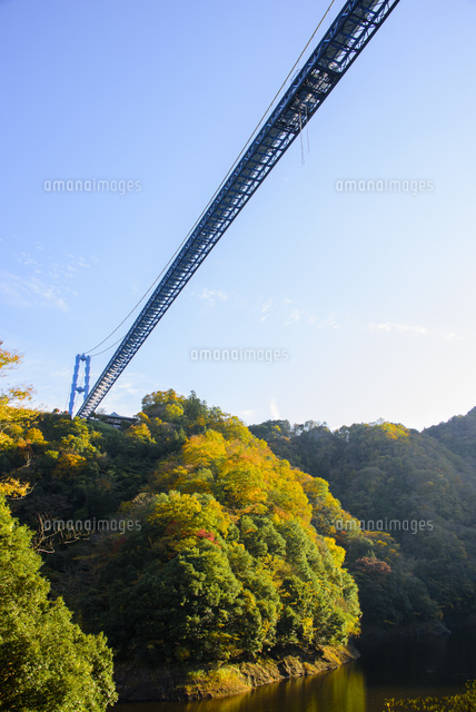 竜神大吊橋の紅葉 の写真素材 イラスト素材 アマナイメージズ