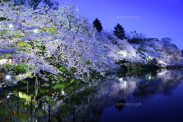 井の頭公園のライトアップされた桜[10529000221]の写真・イラスト素材