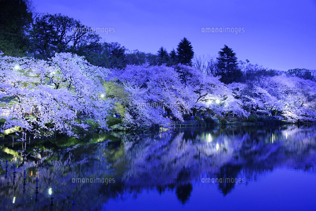 井の頭公園のライトアップされた桜[10529000223]の写真・イラスト素材