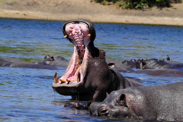 口を大きく開けたカバ の写真素材 イラスト素材 アマナイメージズ 口を大きく開けたカバ の写真素材 イラスト素材 アマナイメージズ