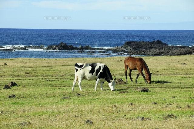 草原の馬と牛 の写真素材 イラスト素材 アマナイメージズ