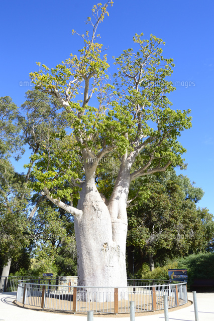 パース市街キングスパークの植物園のバオバブの木 の写真素材 イラスト素材 アマナイメージズ