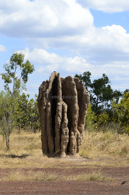 アーネムハイウェー沿いの蟻塚 の写真素材 イラスト素材 アマナイメージズ