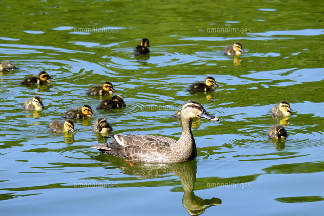 子ガモ12羽をつれて池で泳ぐカルガモの親子 の写真素材 イラスト素材 アマナイメージズ