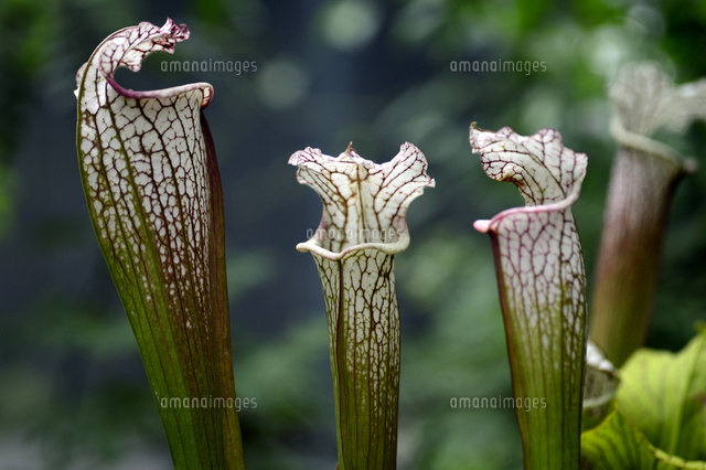 食虫植物のサラセニア の写真素材 イラスト素材 アマナイメージズ