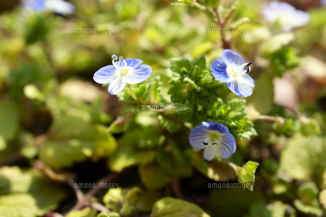 イヌフグリの花 の写真素材 イラスト素材 アマナイメージズ
