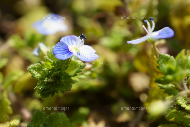 イヌフグリの花 の写真素材 イラスト素材 アマナイメージズ