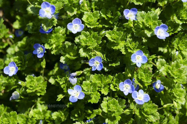 イヌフグリの花 の写真素材 イラスト素材 アマナイメージズ