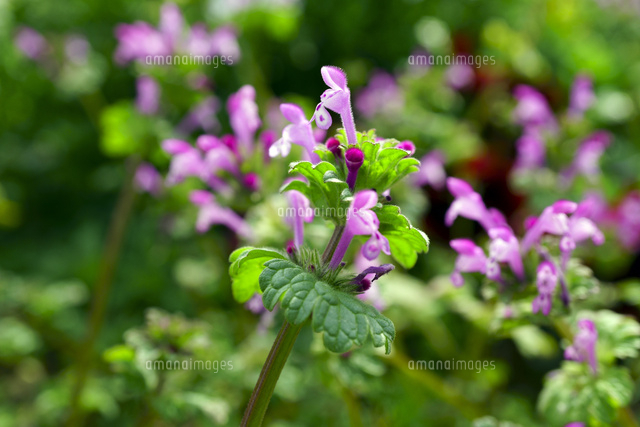 ホトケノザの花 の写真素材 イラスト素材 アマナイメージズ