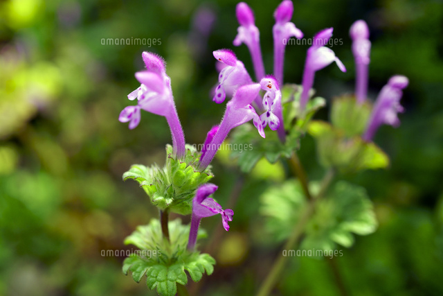 ホトケノザの花 の写真素材 イラスト素材 アマナイメージズ