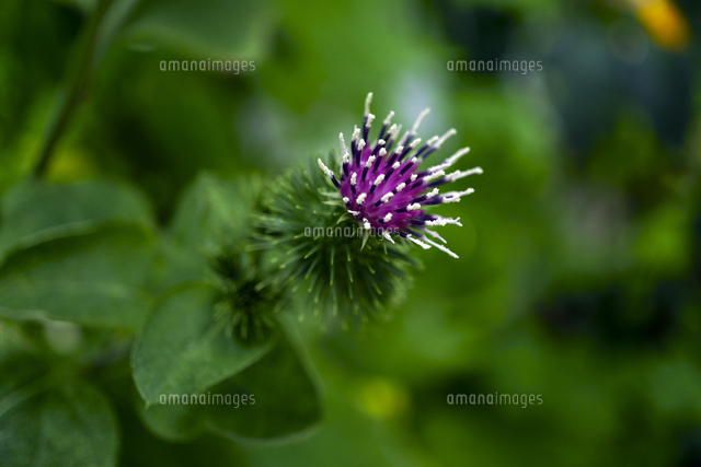 ゴボウの花 の写真素材 イラスト素材 アマナイメージズ