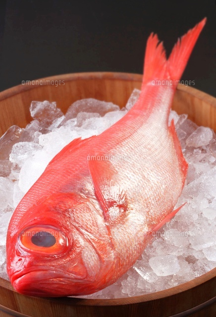 氷をはった桶にのせた 金目鯛 の写真素材 イラスト素材 アマナイメージズ 氷をはった桶にのせた 金目鯛 の写真素材 イラスト素材 アマナイメージズ