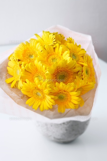 複数の黄色のガーベラの花 の写真素材 イラスト素材 アマナイメージズ