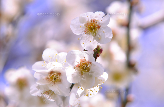 梅の花 の写真素材 イラスト素材 アマナイメージズ