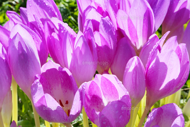 コルチカムの花 の写真素材 イラスト素材 アマナイメージズ